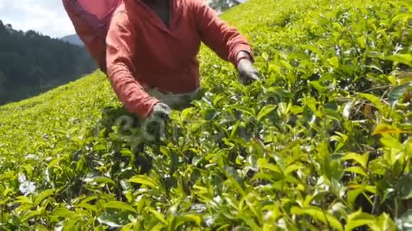在春天的阳光明媚的日子里一双无法辨认的手在种植园里采茶当地印度妇女视频的预览图