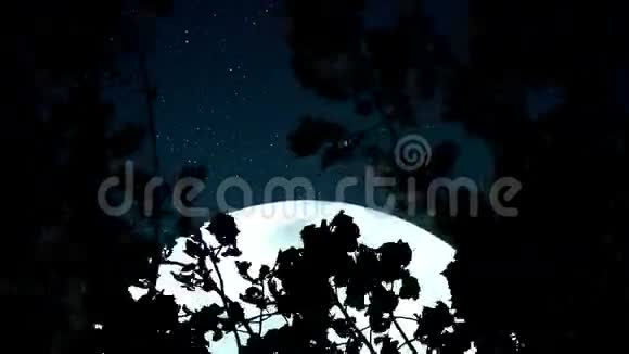 巨大的蓝月在树枝上视频的预览图