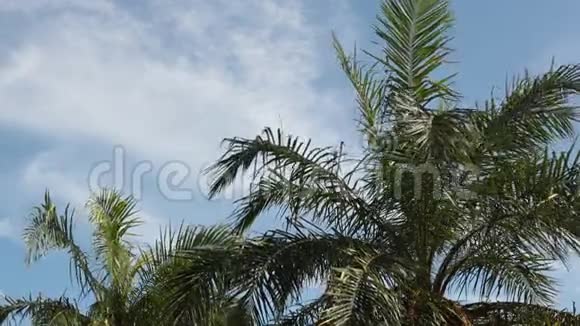 绕着棕榈树视频的预览图