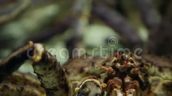 巨蟹的爪视频的预览图