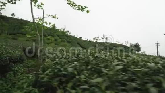 台湾的茶场阿里山石竹山山坡茶园视频的预览图