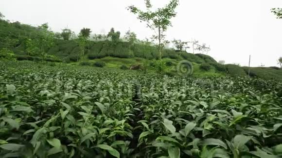 台湾的茶场阿里山石竹山山坡茶园视频的预览图