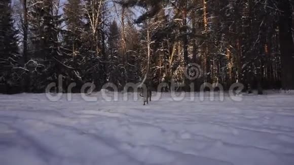 德国牧羊犬在雪地上奔跑慢动作视频的预览图