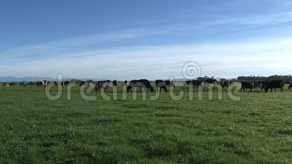 早上奶牛新西兰人视频的预览图