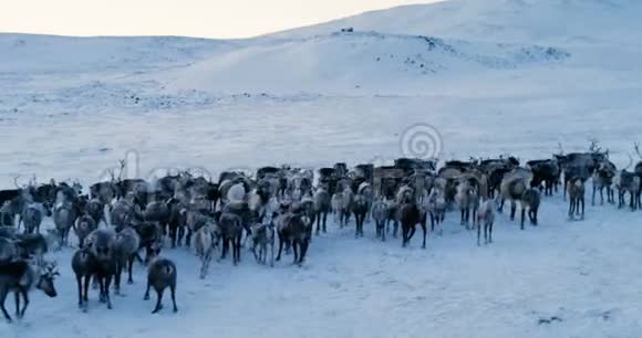 北极山脉的景色鸟瞰成群的驯鹿它们在冻土带的雪地上奔跑4k红色史诗视频的预览图