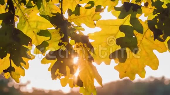阳光透过橡树叶子播放背光的光线穿过树叶秋初视频的预览图
