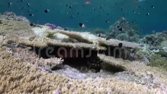 红海暗礁上的双色拉鱼群视频的预览图