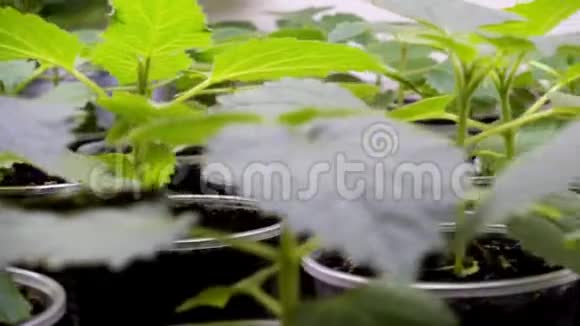 幼泡桐树苗在苗圃视频4k视频的预览图