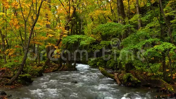 秋天美丽的依拉西河在五彩缤纷的观叶林中流动视频的预览图