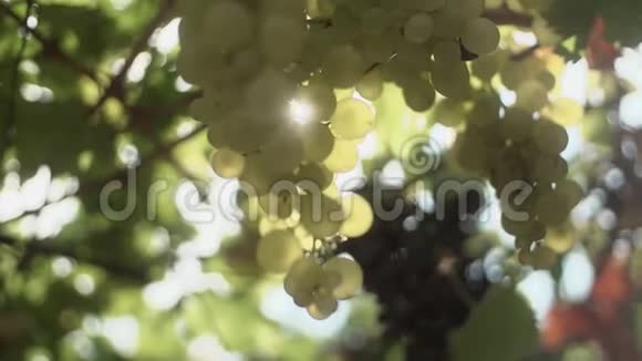 女人的手臂抚摸着挂在葡萄园茎上的一串葡萄视频的预览图