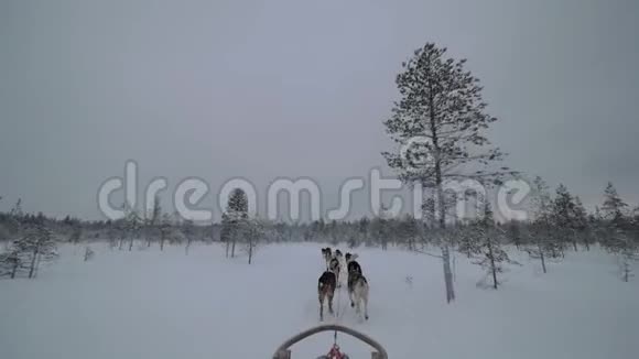 狗在雪地里奔跑视频的预览图