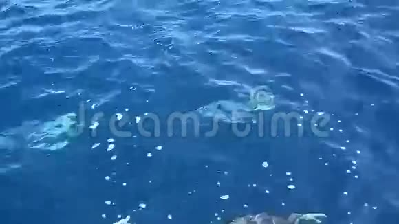 加速海豚视频的预览图