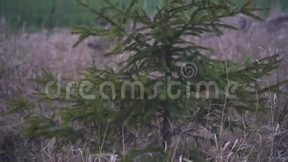 孤独美丽的树视频的预览图