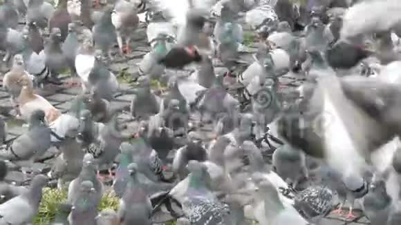 一群鸽子在街上吃面包视频的预览图