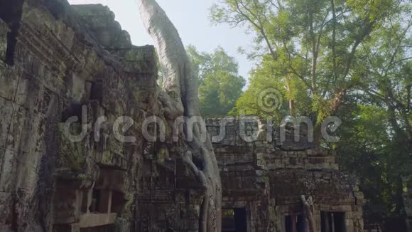 巨大的老树生长在古庙里视频的预览图