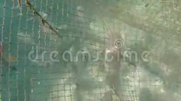 相机通过水下的网格移动水下露天网箱水上餐厅有大鱼视频的预览图