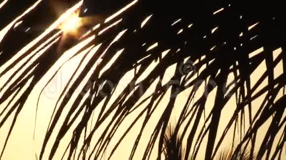 在日落时花在棕榈树叶片上棕榈叶与太阳背景耀斑视频的预览图
