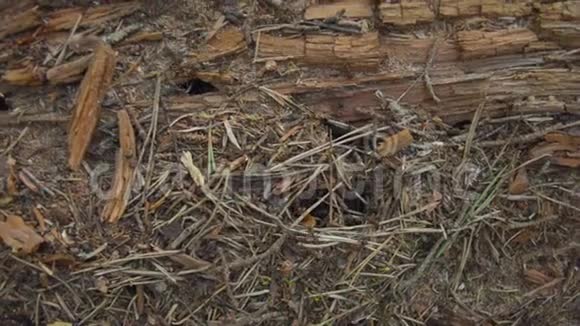 住在旧木原木里的蚂蚁视频的预览图