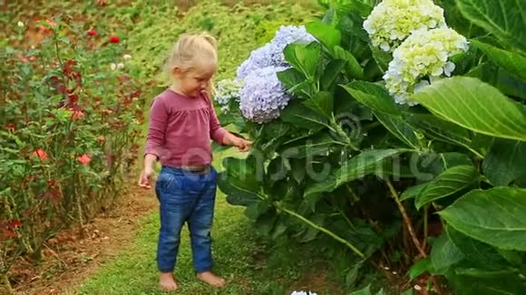 在公园里小女孩站在蓝色绣球花旁边视频的预览图
