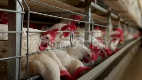 养鸡的家禽养殖场鸡蛋经过运输鸡和蛋制造厂视频的预览图