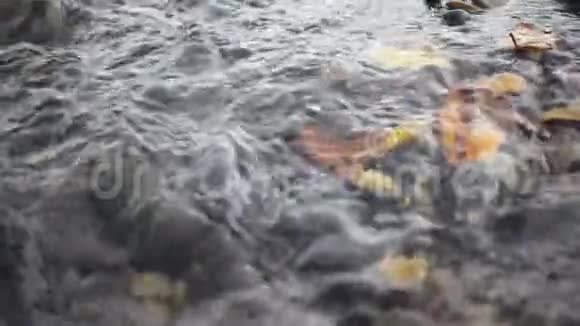 小溪的石底上缓慢的秋叶视频的预览图