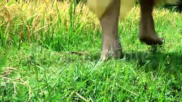 亲近快乐的雌性在草地上奔跑视频的预览图