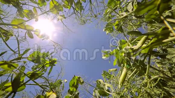 绿豌豆在田野里生长映衬着蓝天和阳光照进相机从下往上看视频的预览图