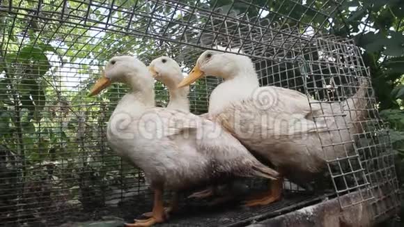 几只成年白鸭在笼子里视频的预览图