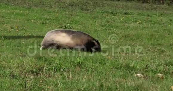 欧洲獾蜜瓜成人草地散步法国诺曼底慢动作视频的预览图
