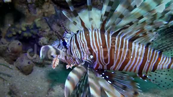 在珊瑚礁上盘旋的狮子鱼在红海里潜水埃及视频的预览图