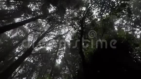 台湾阿里山风景名胜区的柏树树冠阳光透过森林照耀视频的预览图
