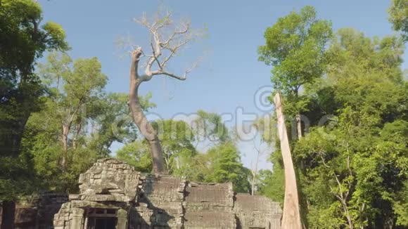 巨大的老树生长在古庙里视频的预览图