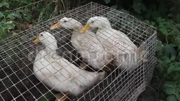 几只成年白鸭在笼子里视频的预览图