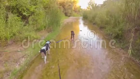 和两只猎狗在希腊的阿尔菲奥斯河散步在大自然中散步视频的预览图