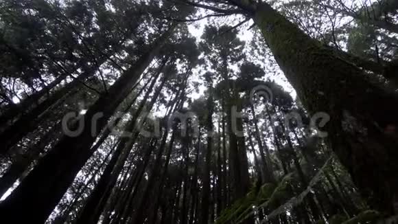 台湾阿里山风景区柏树树冠透过森林阳光灿烂视频的预览图