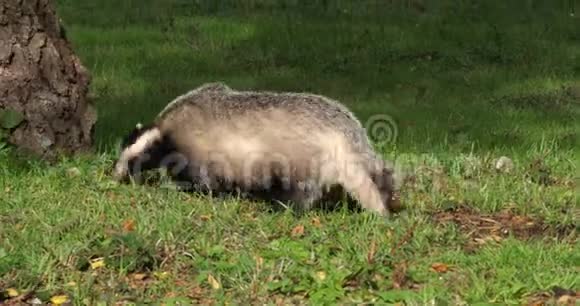 欧洲獾蜜瓜成人草地散步法国诺曼底慢动作视频的预览图