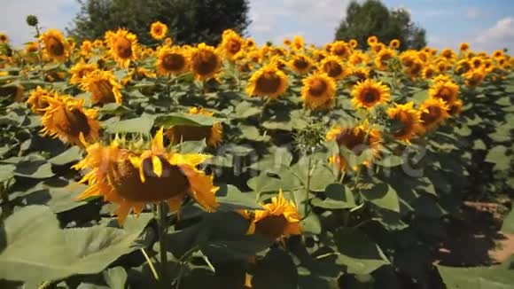 向日葵的田野一朵向日葵的大花视频的预览图