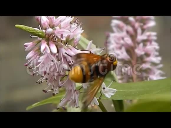 从花园花中收集花粉的黄蜂视频的预览图
