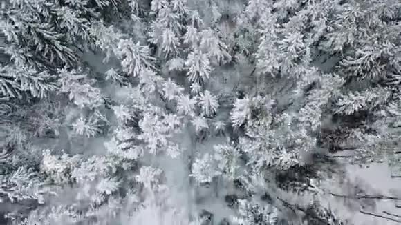 在寒冷的冬天高高的飞行相机在大树林中倾斜视频的预览图