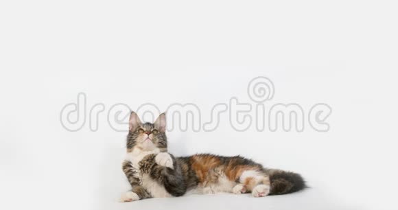 BrownTortieBlockTabby和WhiteMaineCoon家庭猫女子对白背景比赛法国诺曼底超级视频的预览图