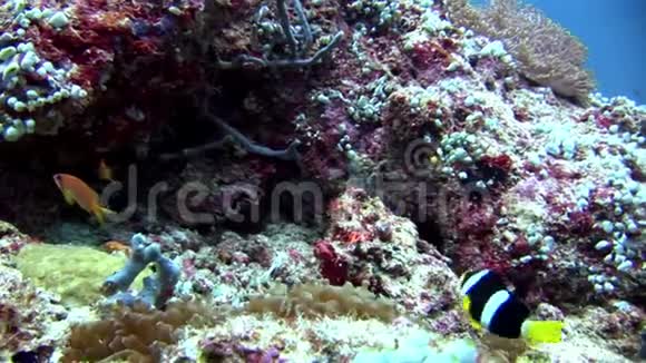 海鳗和海葵海底有小丑鱼视频的预览图