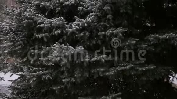 冬天森林里下着大雪视频的预览图