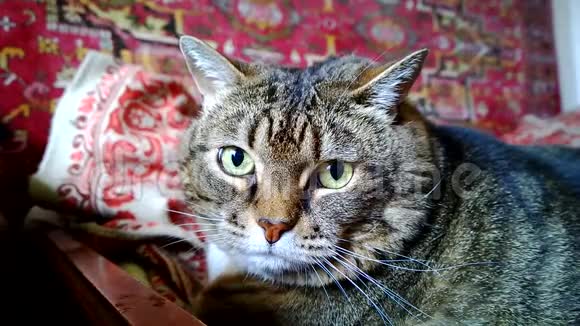 很大的动物脸猫躺在沙发上嗅着闻起来像美味的食物或新鲜空气视频的预览图