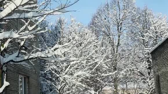 树顶覆盖着白雪视频的预览图