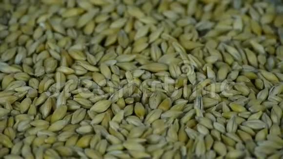 许多小麦和谷物种子视频的预览图