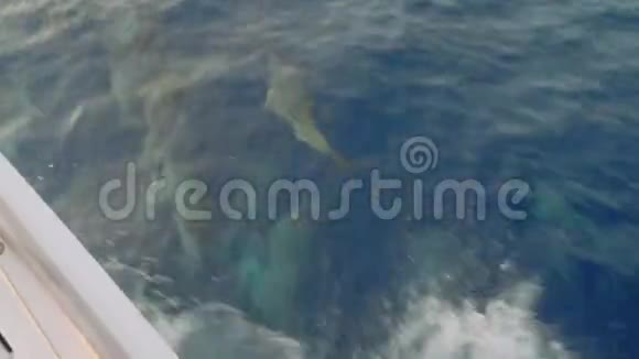 海豚在帆船附近的海洋中游泳从游艇右舷的视野视频的预览图