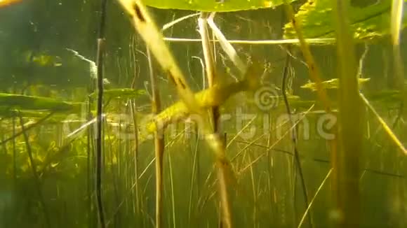 水中的树枝和鱼在湖中靠近视频的预览图