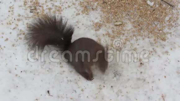 好奇的松鼠在雪地里散步视频的预览图