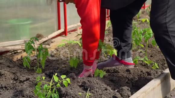 种植有机番茄的女人的手视频的预览图