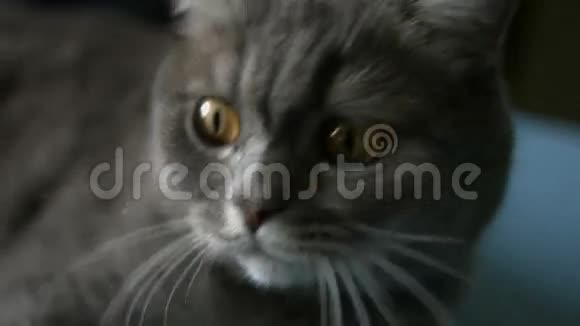 猫爪接触镜头视频的预览图